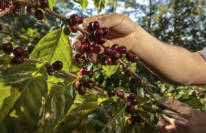 Inspección de calidad al café